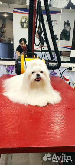 Груминг стрижка собак и кошек