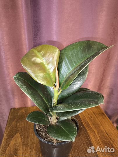 Фикус София