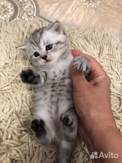 Британский котенок