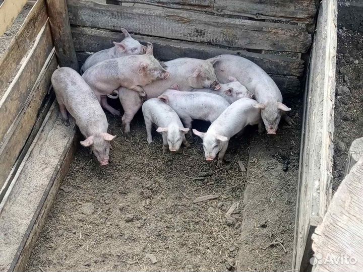 Поросенок ландрас + к/б