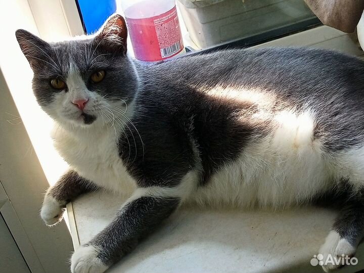 Дымка кошка в добрые руки