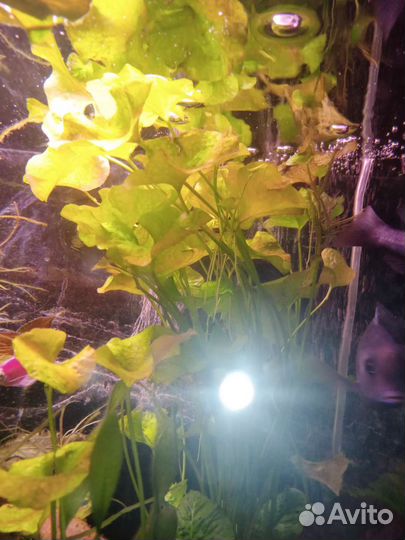 Аквариумные растения,грунт