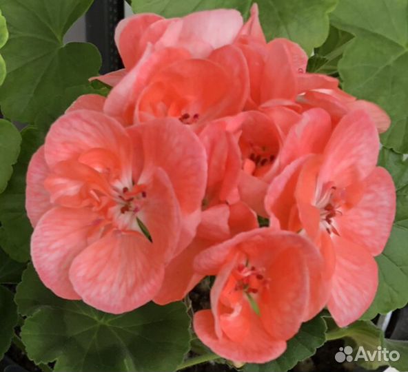 Герань пеларгония цветущий черенок герани