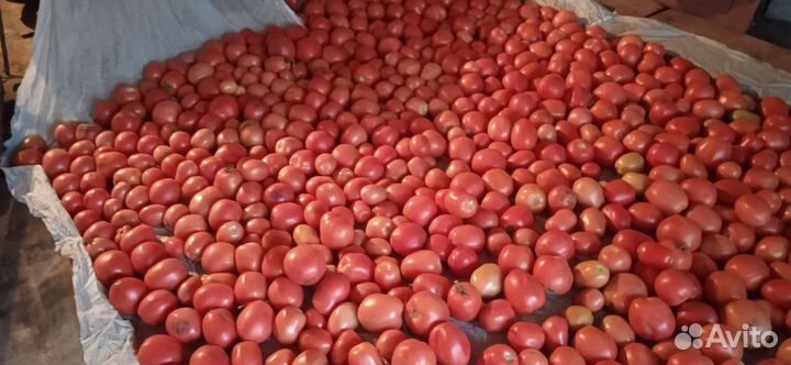 Помидоры свежие домашние