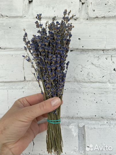 Лаванда Сухоцвет (урожай 2022г)