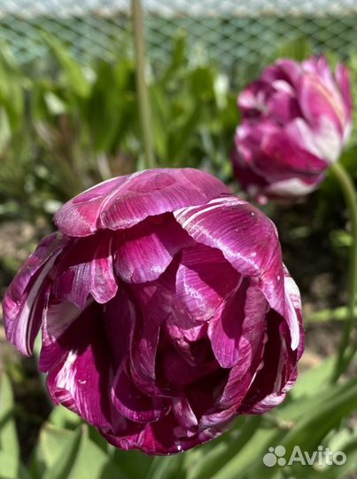 Луковицы сортовых тюльпанов