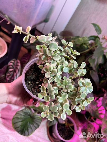 Портулакария афра вариегатная