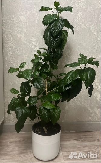 Гибискус (китайская роза)