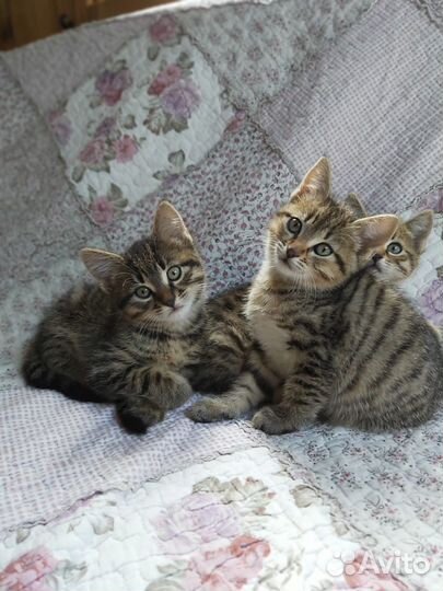 Малышка сделает вас счатливее :)