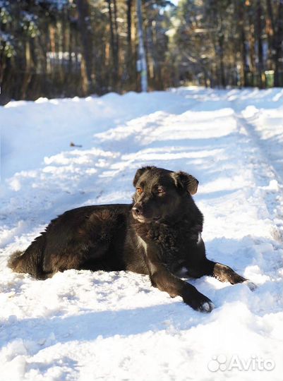 Ищет дом Мишель