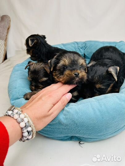 Йоркширский терьер щенки