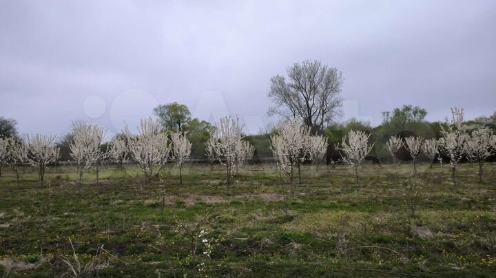 Участок 4,2 сот. (СНТ, ДНП)
