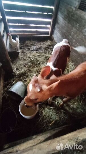 Быки и телята