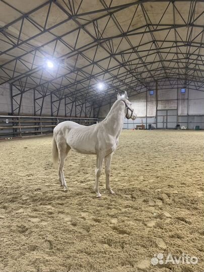 Ахалтекинские лошади с документами