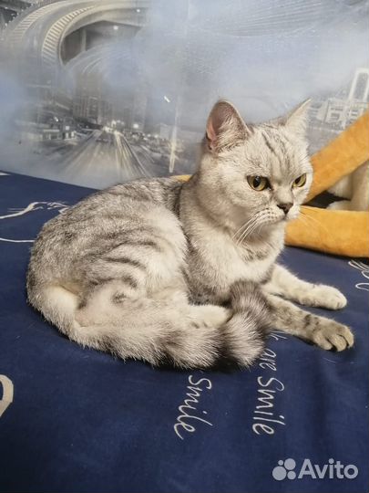 Кошка