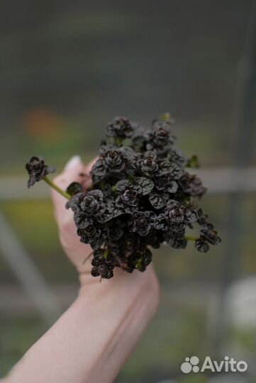 Живучки / почвопокровные растения