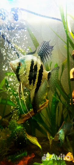 Скалярия Голубой ангел,пара. Цихлида