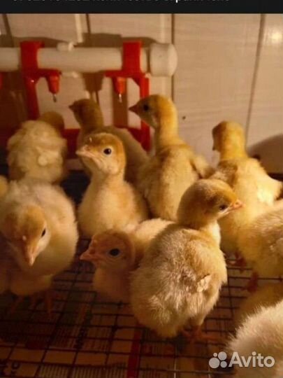 Бройлерные индюшата
