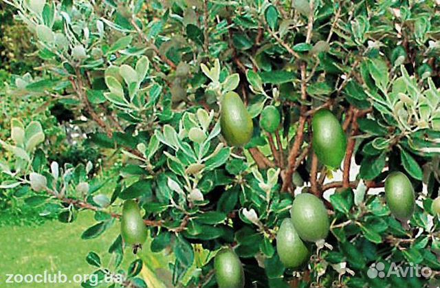 Саженцы фейхоа