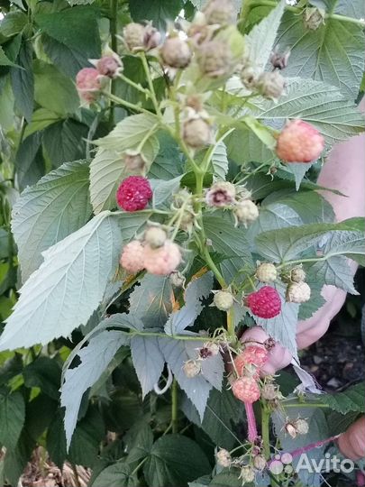 Саженцы малины, клубники