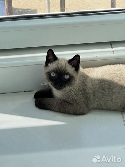 Шотландец прямоухий