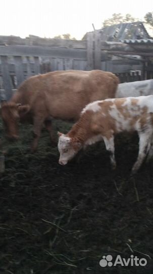 Бычки и быки