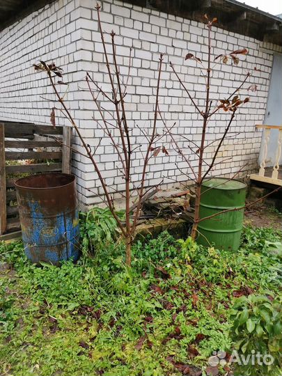 Саженцы каштана