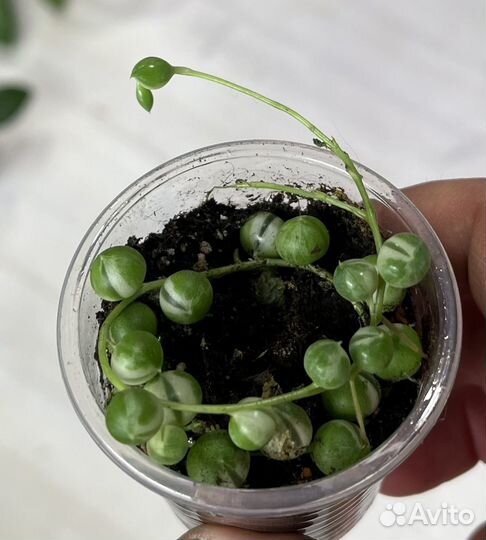 Церопегия, Дисхидия, пеперомия