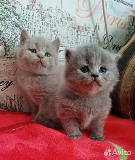 Шотландские котята