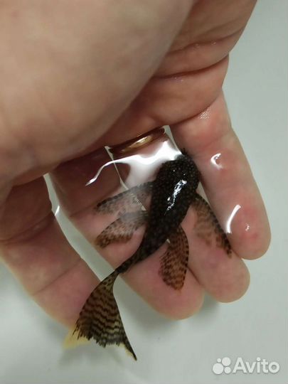 Продаются аквариумные рыбки