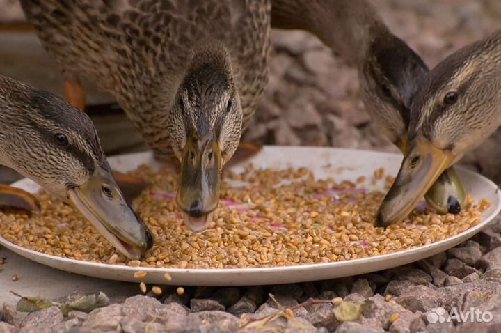 Корм для кур, индюков, уток, гусей