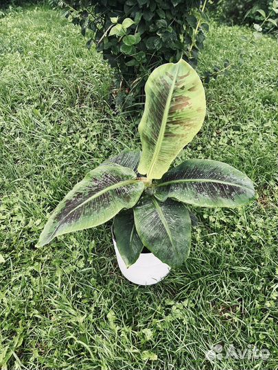 Цветы комнатные