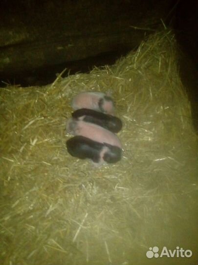 Вьетнамские вислобрюхие поросята