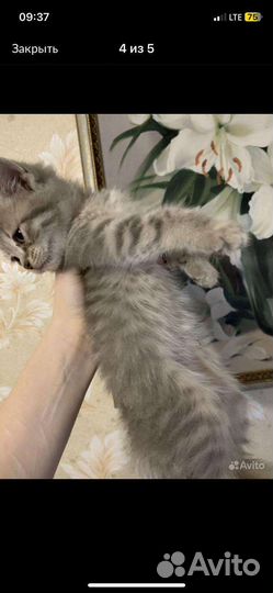 Отдам бесплатно