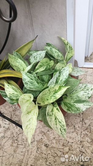 Сциндапсус золотистый, марбл квин и глобал грин