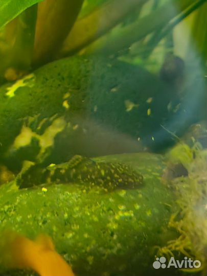 Сомики анциструсы альбиносы и тёмно-серые