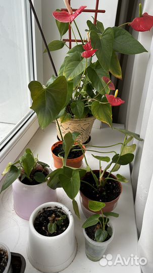 Соланум, антуриум, гранат