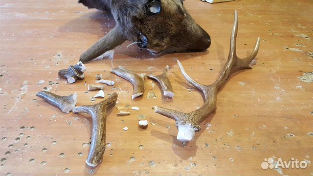 Ремонт и Реставрация Чучел