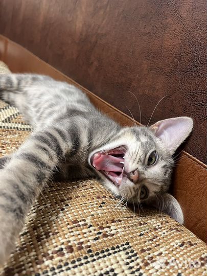 Бенгальская кошечка