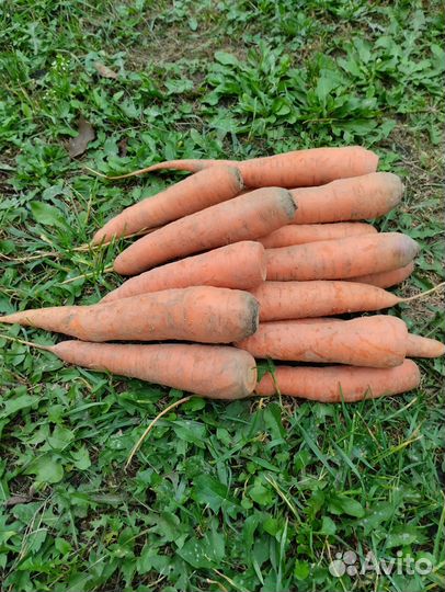 Морковь свежая