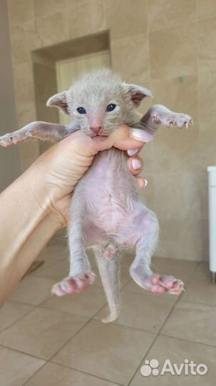Ориентальные котята
