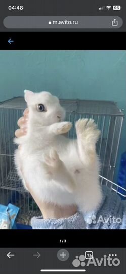 Декоративный кролик с клеткой, сеном и кормом