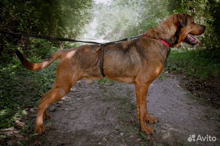 Метис ротвейлера в добрые руки