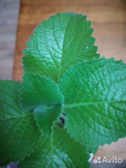 Комнатная мята