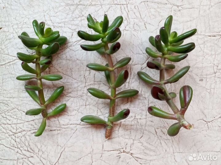 Крассула хоббит, отростки