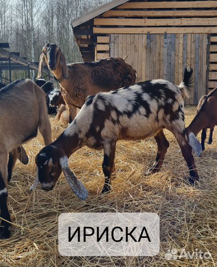 Козочки Англонубийские на племя