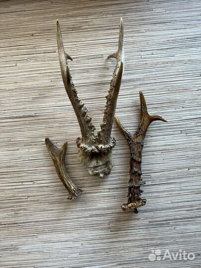 Рога косули