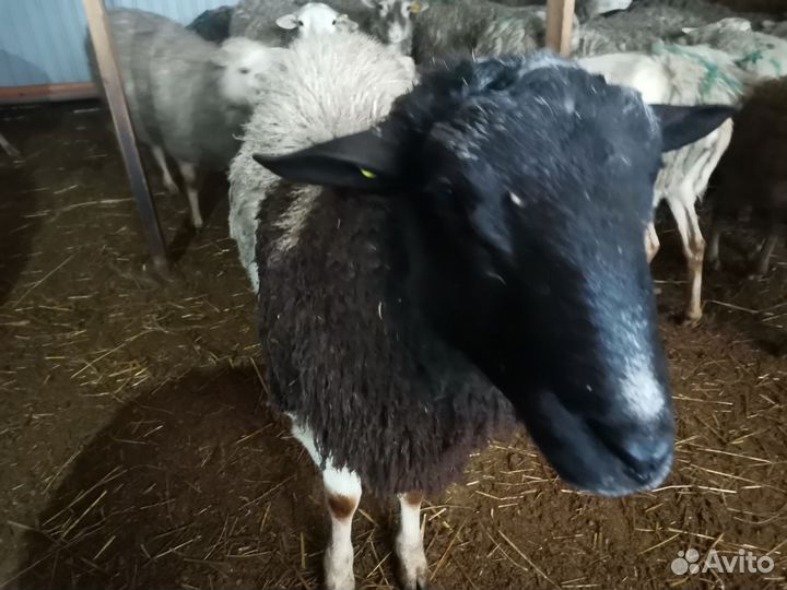 Баран дорпер на племя