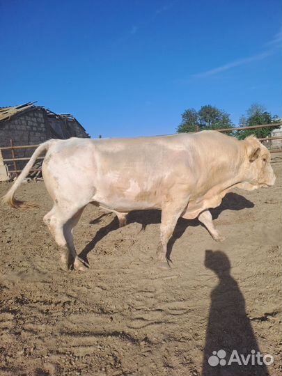 Бык на племя симентал