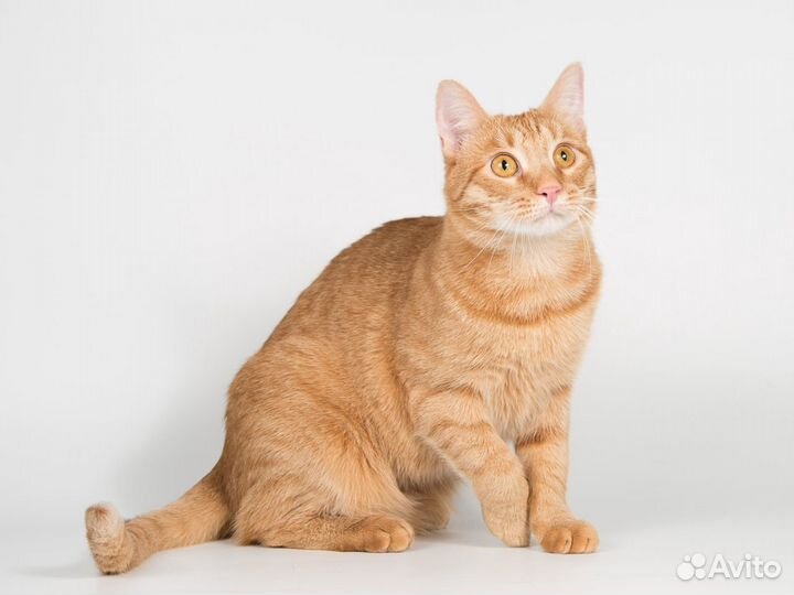 Рыжий молодой ласковый кот Плюшик